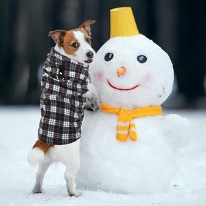 Small 2 Pc Dog or Cat Clothes Warm Fleece Vest with Leash Ring Dog Sweatshirt